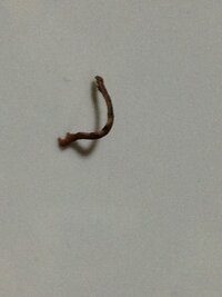 小学校のプールの授業で たまにミズカマキリが泳いでいませんでしたか Yahoo 知恵袋