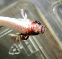 ベタ 熱帯魚 のポップアイの症状について 最近 魚の病気でポッ Yahoo 知恵袋