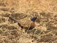 コウライキジですか 千葉県北西部で撮影しました キジでは Yahoo 知恵袋