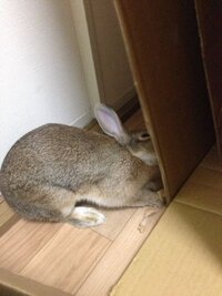 動物の交尾が気になってとあるうさぎの動画を見てみたんですが それがなんだか Yahoo 知恵袋