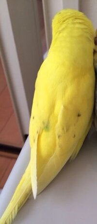 セキセイインコの赤目について質問です 先日 セキセイインコの雛を購入しま Yahoo 知恵袋