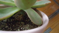 多肉植物の葉がふにゃふにゃになってしまいました 下の方の葉 Yahoo 知恵袋