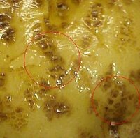 先程 ジャガイモを真ん中から切ったらジャガイモの中央が直径２ Yahoo 知恵袋
