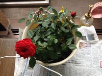 イブピアッチェ バラ の育て方 よく花屋さんで見かけるバラのイブピア Yahoo 知恵袋