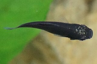 モーリー ブラック