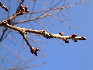 桜のつぼみに関してなんですが つぼみ 以外になにか名前があっ Yahoo 知恵袋