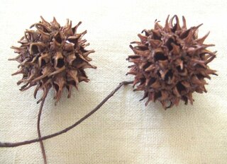 植物の名前を教えて下さい 丸い木の実のようなものは松江市を歩いてた時に拾 Yahoo 知恵袋