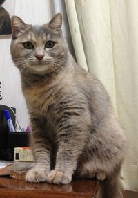 この猫の毛色の名前はなんて言えばいいのでしょう 色味でい Yahoo 知恵袋