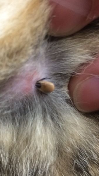 猫のお腹を触っていたら大きな角栓のような物を発見しました。 - 力を 