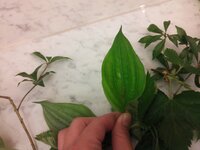 ハナイカダに似た植物(おそらく樹木)の名前を知りたいです。 ハナイカダに良く似た植物なのですが、葉の中央から実や花ではなく、1～2cmの茎が伸びている植物です。
ハナイカダを調べても、このようにスッと茎が伸びているものはgoogleで画像を検索おりましても見受けられず…。とても気になっています。

この植物を見たとき、ある方から聞き間違えでなければ「リュウキソウ」と聞いたのですが、リュ...