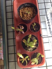 食虫植物 ネペンテスについて 全て水苔だけで植え替えをしようと思う Yahoo 知恵袋