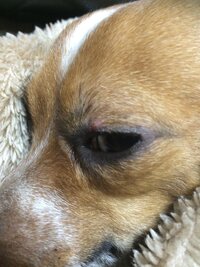 今気付いたんですが 犬の目の周りが赤いです 写真載せておきます Yahoo 知恵袋