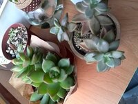 多肉植物って虫がつきやすいですか 今までは室内で多肉植物を育てていまし Yahoo 知恵袋
