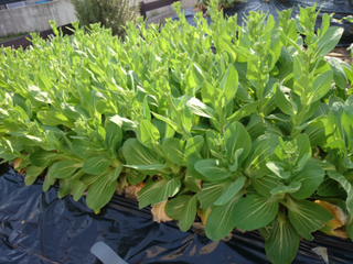 秋に植えたチンゲン菜に花がつきました これは食べられますか 秋に植 Yahoo 知恵袋