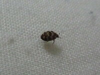 虫に詳しい方教えてください ｔ ｔ 黒と白のシマシマ の小さい虫が家に現れ Yahoo 知恵袋