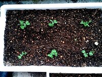 サヤエンドウの苗は間引きした方がよいでしょうか 写真のようにプラン Yahoo 知恵袋