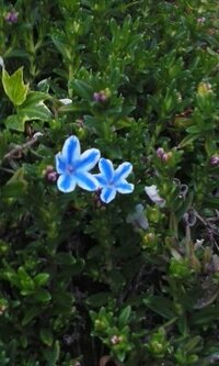 青い星型の小さな花です 花壇の端で花を付けてました 名前 Yahoo 知恵袋