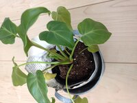 クッカバラを雑貨屋さんで購入しました 育て方などを詳しくネット Yahoo 知恵袋