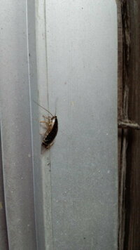 この虫 何の虫 ゴキブリに似ている ゴキブリですね 大き Yahoo 知恵袋