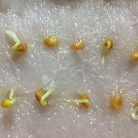 キッチンペーパーで発芽した種の移植のタイミングを教えてください 種 Yahoo 知恵袋