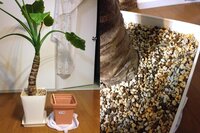 クワズイモの植え替えに失敗したみたいです 芋の部分上部分が腐っていました Yahoo 知恵袋