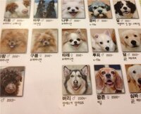 ペット 韓国の 犬カフェ のメニューを極秘で入手しました 一 Yahoo 知恵袋