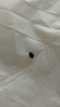 家の中に出る虫について最近 家の中に小さくて黒く白い斑点のつい Yahoo 知恵袋