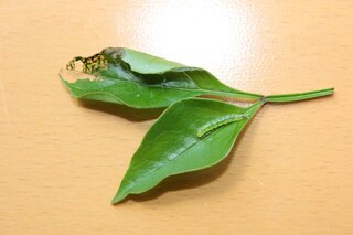 シマトネリコにつく害虫 4月末時点 まず 画像の虫はハマキムシで Yahoo 知恵袋