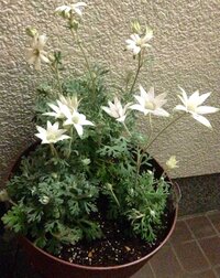 フランネルフラワーと寄植えできる植物を教えて下さい 前に Yahoo 知恵袋