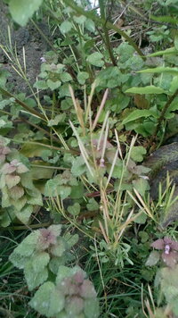 この草は触ると種みたいなものが弾けます何の草ですか 写真では分 Yahoo 知恵袋