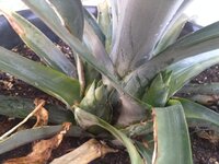 パイナップルの収穫後 パイナップルは1つの木 株 に一個 Yahoo 知恵袋