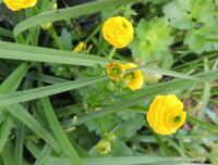 花の名前教えてください。 黄色い小さな花です
もらって植えたのですがいらなくなって抜こうとしてもランナーで延びるようで
なかなか消滅しません。
花の大きさはかなり小さく1.5センチ程度です。
ラナンキュラスによく似ています。小さくした感じですが
まったく別物です。
葉っぱは右上の写真になります。
左からはツユクサが出ていますが関係ありません
宜しくお願いします。