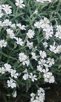 この白い花の名前をおしえて下さい 背は低く 葉や茎が白っ Yahoo 知恵袋