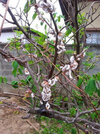 家の庭の木の枝にこんな奇妙な白いものがくっついていました 虫だ Yahoo 知恵袋