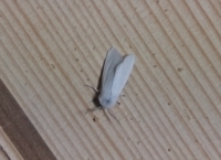 白い蛾がここ数日家の中に出てくるのですがこの蛾はいったい何なのでしょうか Yahoo 知恵袋