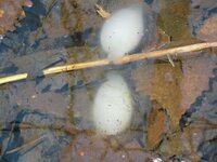 池で下の写真のようなものを見つけました ゼリー状でなにかの卵なのでしょうか Yahoo 知恵袋
