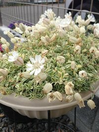 冬にホームセンターで買ってきた花ですが ずっとただの草だとおも Yahoo 知恵袋