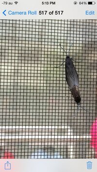 この虫 なんでしょうか 重なってるわけではなさそうです 両方に頭があり Yahoo 知恵袋