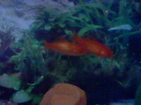 金魚が追いかけっこしてるようです 逃げ回っているような感じです Yahoo 知恵袋