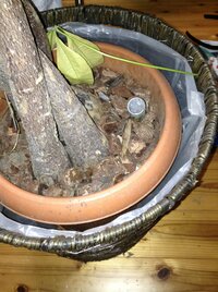 部屋にある観葉植物の鉢に ありの巣が出来ているのですが どのよ Yahoo 知恵袋