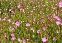 空き地一面にピンク色の花が咲いています 何百本もあるみた Yahoo 知恵袋