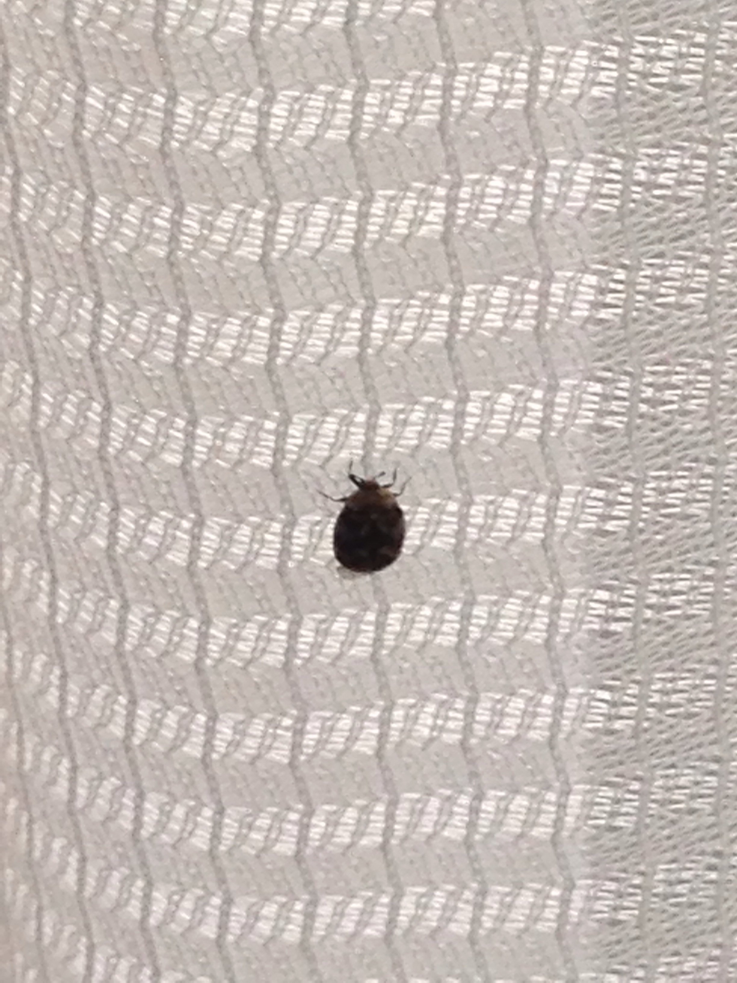 家の中に黒い小さい虫がたくさん発生していて困っております 動き Yahoo 知恵袋