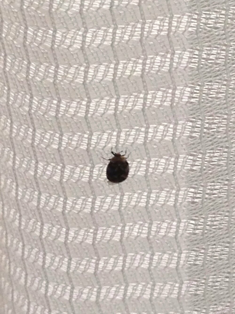 Apictnyohuso7 黒い虫 小さい 丸い 黒い虫 小さい 丸い