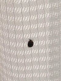 家の中に黒い小さい虫がたくさん発生していて困っております。
動きは遅く、飛んだ所は見たことはありません。よく壁やカーテンにいます。

この虫が何なのかわかる方、教えて頂けませんでし ょうか？

また、対処法がわかる方、教えてくださると大変助かります。
