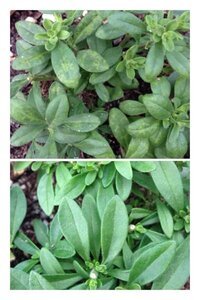 カリブラコアのティフォシーを10号鉢に3株植えて育ててます Yahoo 知恵袋