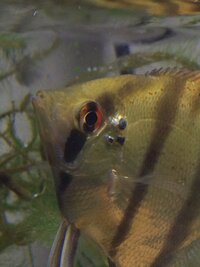 熱帯魚のエンゼルフィッシュについて質問です今日飼っているエンゼルフィッシ Yahoo 知恵袋