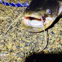 滋賀県でうなぎを釣ろうと思います おすすめの釣り場 餌は何で Yahoo 知恵袋