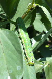 この画像の青虫わかりますか マメ科の植物の葉を食べている Yahoo 知恵袋