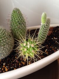 寄せ植えで育てている金鯱に白いものが付着していました カビとは Yahoo 知恵袋