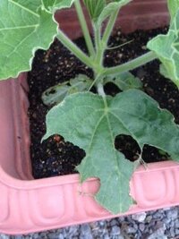 千成ひょうたんの実がなりません 千成ひょうたんの種をまき プランターに Yahoo 知恵袋